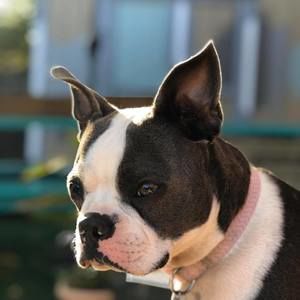 Meet your Posher, Joshua